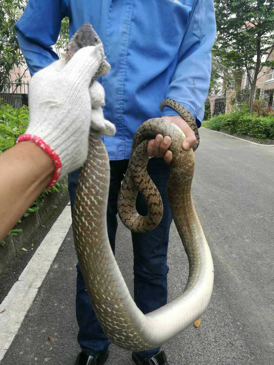 防蛇捕蛇